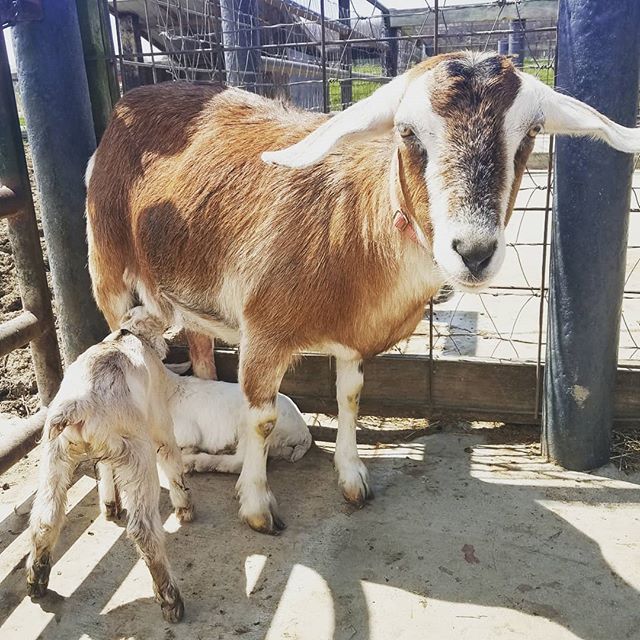 Plan Your Visit to The Children’s Farm to The Center, Palos Park